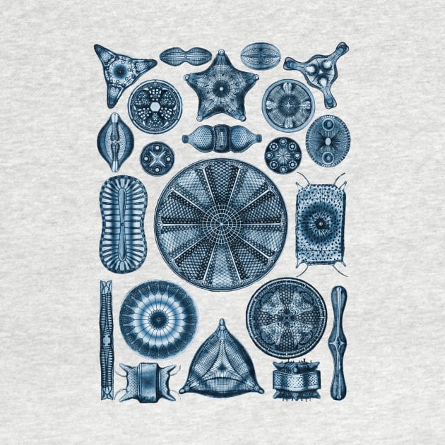 Ernst Haeckel Diatoms Navy Blue by Scientistudio